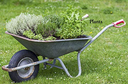 The Kew Gardener's Guide to Growing Herbs: The art and science to grow your own herbs (Volume 2) (Kew Experts, 2)