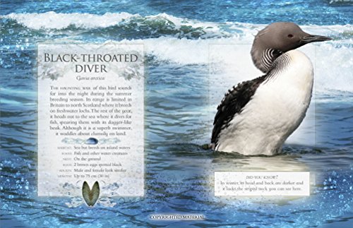 Little Book Of Wetland Bird Sounds