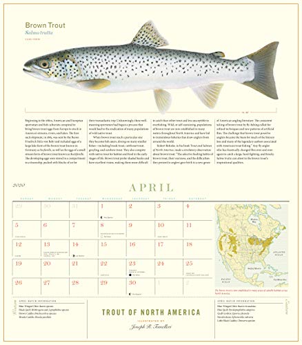 Trout of North America Wall Calendar 2020