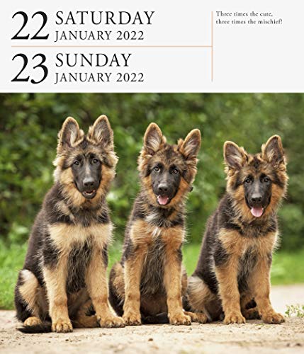 Dog Page-A-Day Gallery Calendar 2022: Stunning portraits that speak to the dog lovers soul.