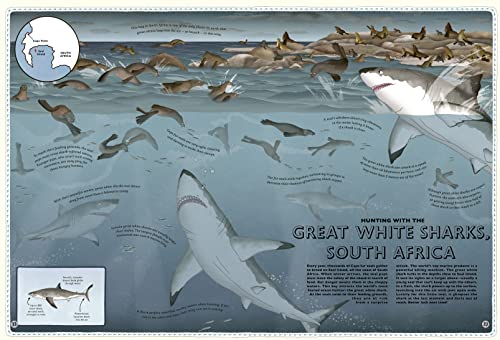 Atlas of Ocean Adventures: A Collection of Natural Wonders, Marine Marvels and Undersea Antics from Across the Globe