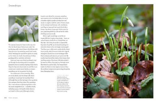 Wild Flowers: Nature's Own to Garden Grown