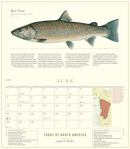 Trout of North America Wall Calendar 2020