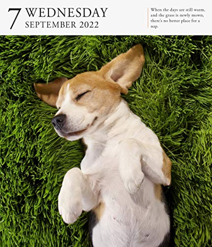 Dog Page-A-Day Gallery Calendar 2022: Stunning portraits that speak to the dog lovers soul.