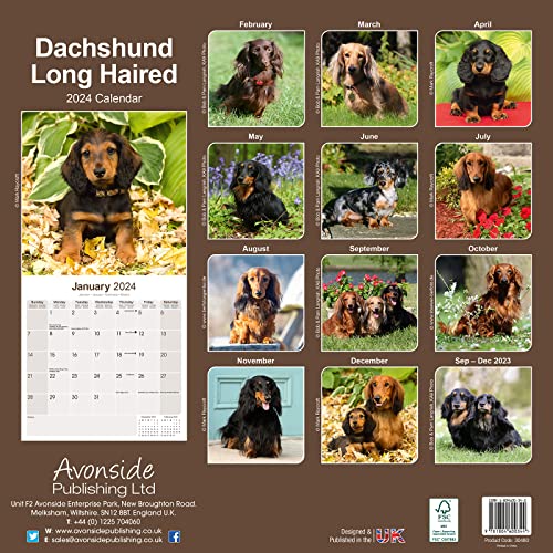 Long Haired Dachshund Calendar - Long Hair - Wirehaired - Dog Breed Calendars - 2023 - 2024 wall calendars - by Avonside