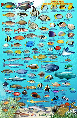Costa Rica Dive Map & Pacific Reef Creatures Guide Franko Maps Laminated Fish Card