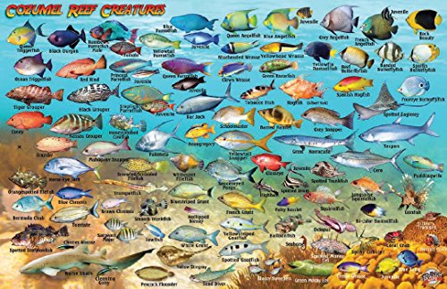 Cozumel Dive Map & Reef Creatures Guide Franko Maps Laminated Fish Card