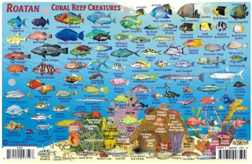 Roatan Honduras Dive Map & Reef Creatures Guide Franko Maps Laminated Fish Card