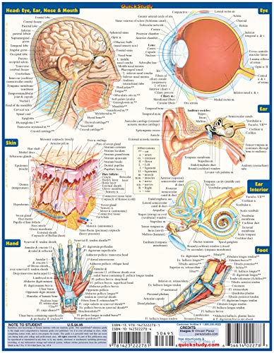Anatomy (Quickstudy Academic)